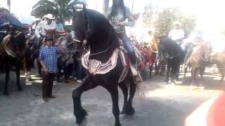caballo bailando a ritmo de marimba