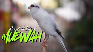 Download lagu JAGONYA BIKIN CENGKOK ISIAN MEWAH! MASTERAN KENARI ISIAN BLACKTHROAT GACOR SUARA JERNIH IDAMAN mp3 Download lagu JAGONYA BIKIN CENGKOK ISIAN MEWAH! MASTERAN KENARI ISIAN BLACKTHROAT GACOR SUARA JERNIH IDAMAN mp3