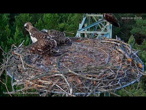 ~ Tragiczny dzień rodziny Rybołowów z Lipki , stres po stracie pisklaka ~