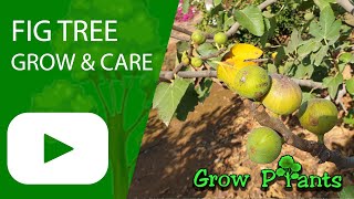 Fig tree – grow & care (great fruits to eat)
