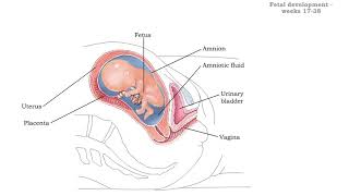 Fetal development - Weeks 9 to 38
