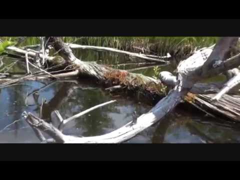 Elusive Sundew - YouTube