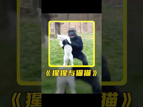 大猩猩和流浪猫组建了“家庭”，双向奔赴的救赎太治愈了。 #animals#shorts #动物