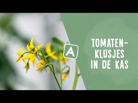 Tomatenklusjes in de kas: over krulkoppen en water geven