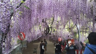 20250425 福岡県 柳川市 中山大藤 樹齢300年