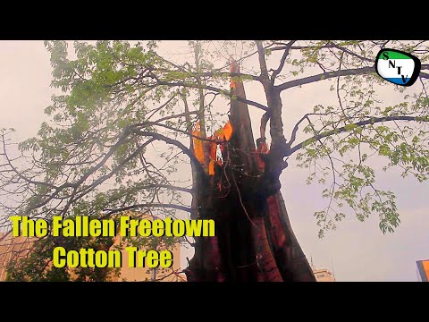 SALONE TRENDING ISSUES - THE FALLEN COTTON TREE - SIERRA LEONE