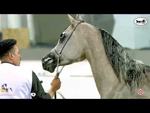 N 336 DIAMOUND AL KHASHAB   Kuwait Purebred Arabian Horses Show 2022   Mares 4 6 Years Old Class 6A