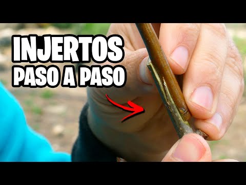 ¿Como HACER INJERTOS? Tan Fáciles que son MAGIA en tus PLANTAS | La Huerta de Ivan