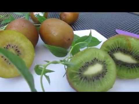 download lagu mp3 mp4 Fruit With Fuzzy Skin, download lagu Fruit With Fuzzy Skin gratis, unduh video klip Fruit With Fuzzy Skin