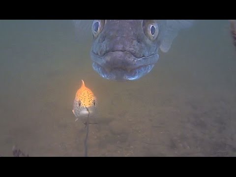 BIG zander Savage Gear Line Thru trout 30cm follow - Water Wolf camera