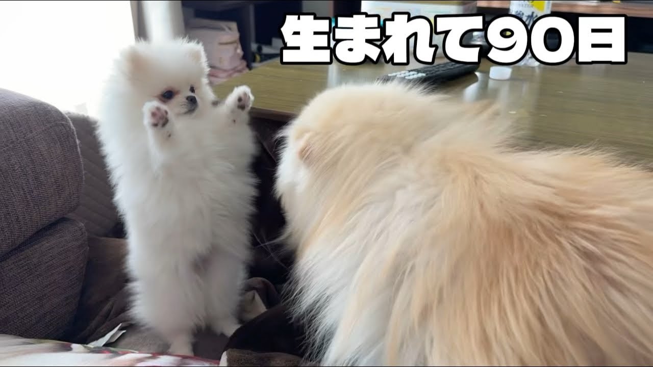 生後90日のポメラニアンがマジで破天荒すぎた！