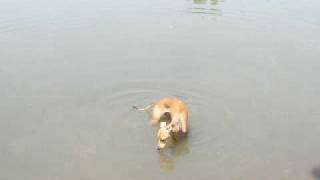 italian greyhounds hate the water
