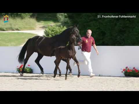 KNR 8 - Fantastico HF v. Fair Deal - Top Gear