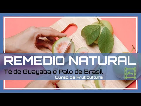 , title : 'Te de Hojas de Guayaba para DIABÉTICOS: Propiedades y beneficios de la Guava. | LdN'