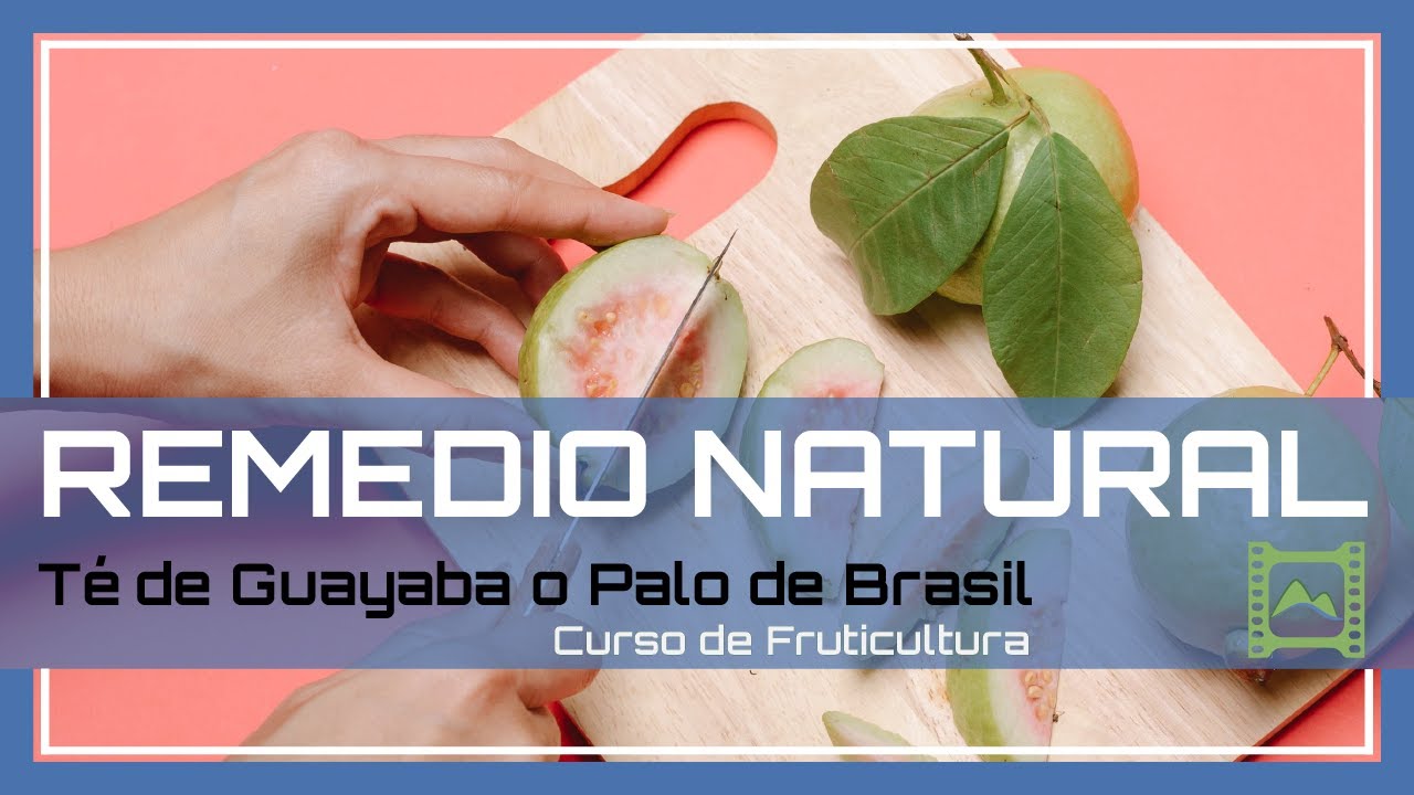 Te de Hojas de Guayaba para DIABÉTICOS: Propiedades y beneficios de la Guava. | LdN