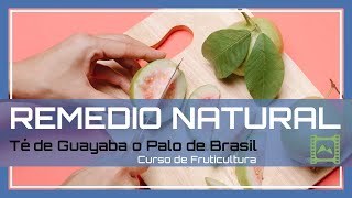 Te de Hojas de Guayaba para DIABÉTICOS: Propiedades y beneficios de la Guava. | LdN