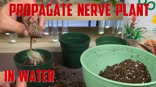 Propagate Nerve Plant in Water