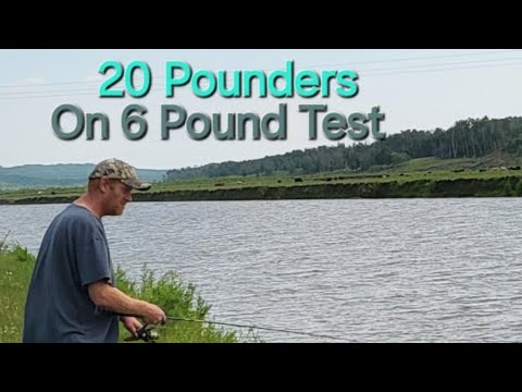 20 Pounders On 6 Pound Test