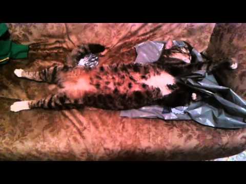 Miti cat - LET ME SLEEP!!! - New by PuppiesNeedHelp