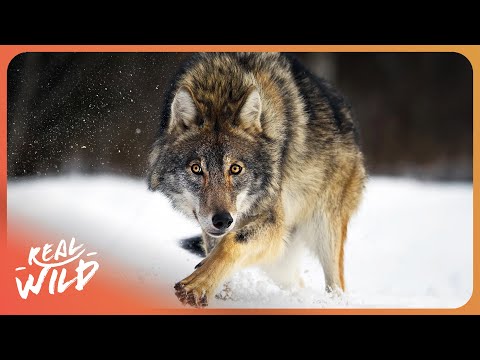 The Survival Secrets Of Italy’s Wolves and Bears