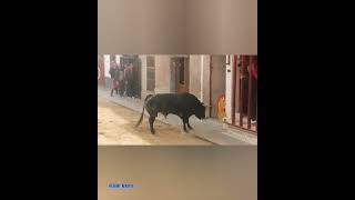 2 Toros de José Escolar Benifairo de les valls 18-2-2023