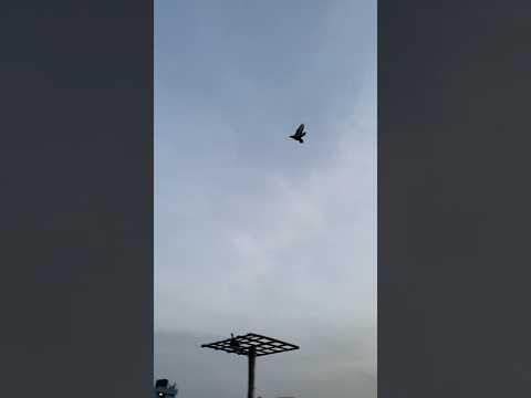 Karna💥Adipan🧐Mattana ❌#birds #pigeon #pura #புரா #petscorner #தமிழ் #kabootar #love #male #vs