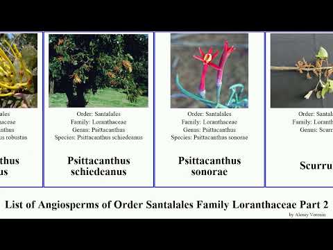 List of Angiosperms of Order Santalales Family Loranthaceae Part 2 psittacanthus plicosepalus