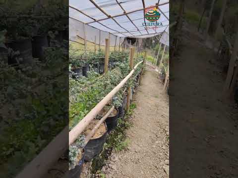 El cultivo de arándanos en sotaqui, vereda de Socha Boyacá. #naturaleza #turismo #agricultura