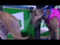 WATCH: Tyler Durden (7) set the early pace but it was Zipping Rambo (4) who timed his run to perfection to claim the $250,000 G1 RSN Sandown over Stanley Road (6).