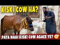 Pata nahi kiski cow agaee hamare gate par - kon hai bhai iska malik? 🤔 (Fahad Javeria)