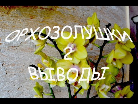 Выводы о золе. История пропавшей орхидеи. Пробежка по комментам.