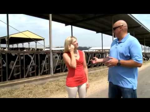 Cow Palace | Zillah, WA |