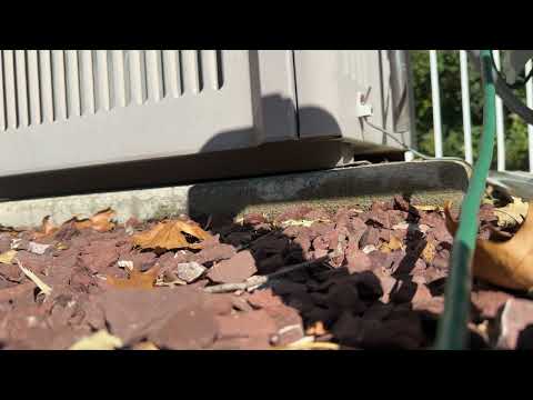 Yellow Jackets Nest Under the AC Unit in...
