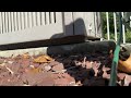 Yellow Jackets Nest Under the AC Unit in Wall Township, NJ