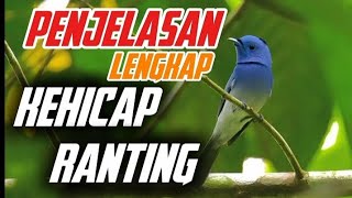 Download lagu Bird Humming on a Branch – The Guardian of the Enchanting Forest mp3