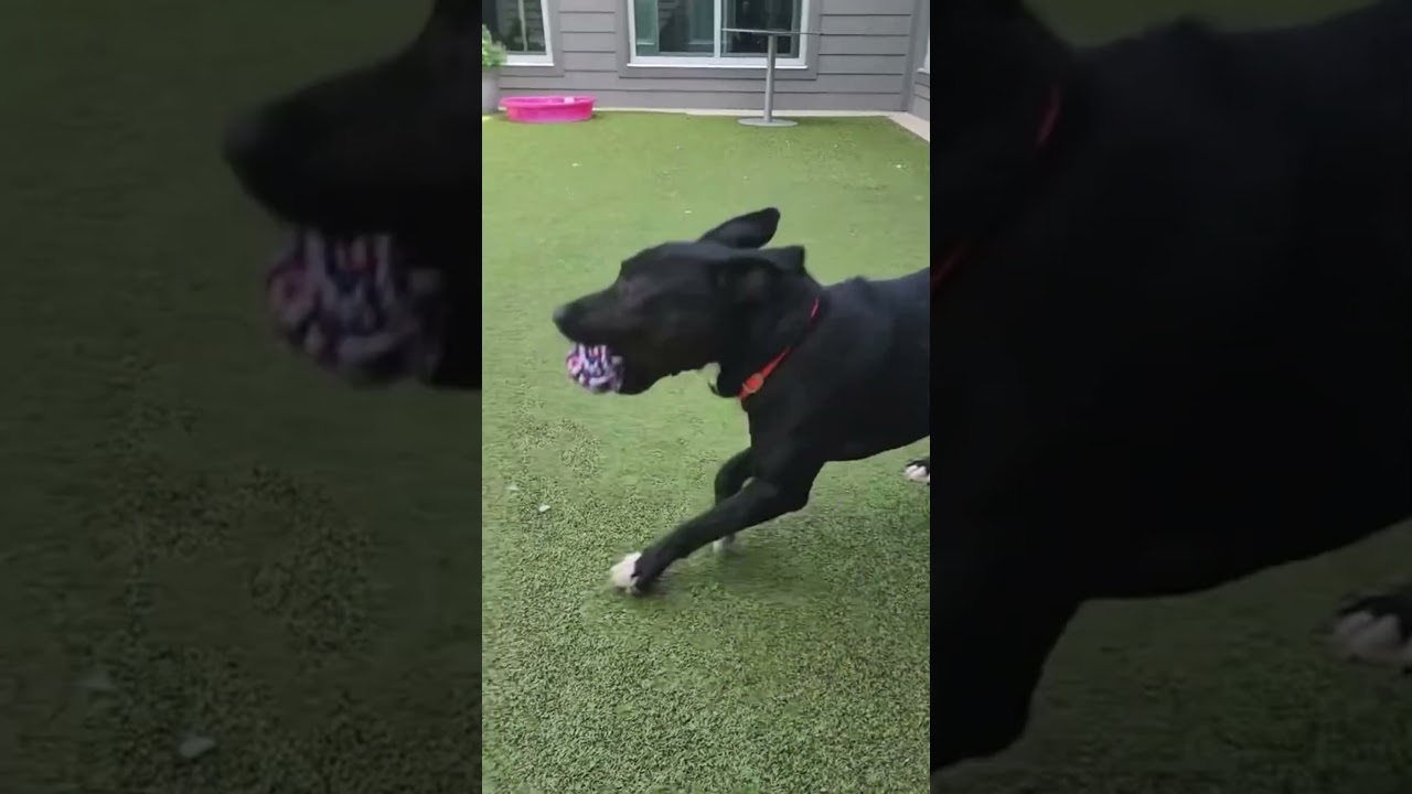 Enlarge Night Time, a Adoptable mixed breed in Greensboro, NC video 6/6
