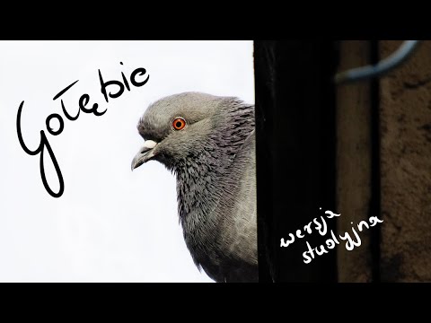 Gołębie (wersja studyjna)