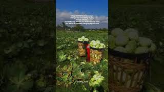 Download lagu Musim panen kobis/sayur kol #petani #quotes #quotestory #storywa #kobis #pejuangrupiah #pekerjakeras mp3 Download lagu Musim panen kobis/sayur kol #petani #quotes #quotestory #storywa #kobis #pejuangrupiah #pekerjakeras mp3