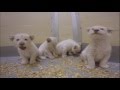 Toronto Zoo White Lion Cubs at 8 Weeks Old!