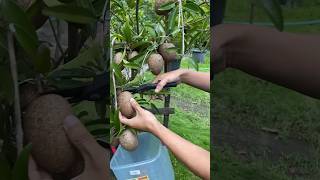 Download lagu The easiest sapodilla tree to bear fruit is planted in a pot #sapodilla #jumbosapodilla mp3