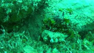 preview picture of video 'Diving with Isla Nena SCUBA in Vieques, Puerto Rico'