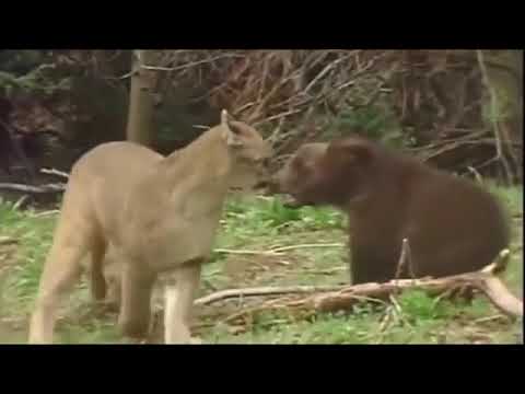 Bear cub fights off puma