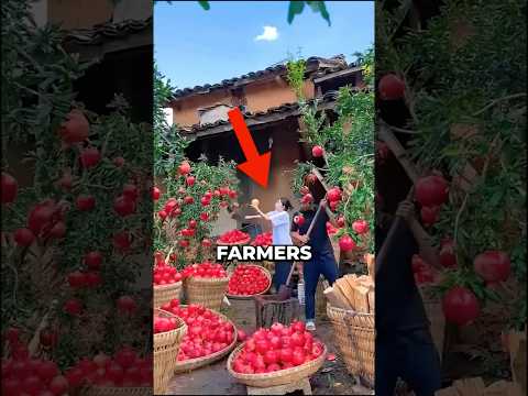 These farmers found a way to grow new pomegranate trees for free