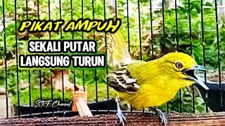 Download lagu PIKAT SIRTU PALING AMPUH LANGSUNG TURUN @srfchannel3881  mp3
