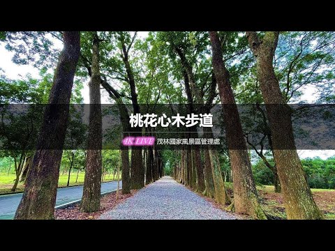 桃花心木步道