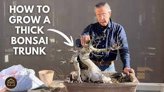 Zelkova Bonsai Masterclass: How to Create a Perfect Taper & Proportionally Thick Branches