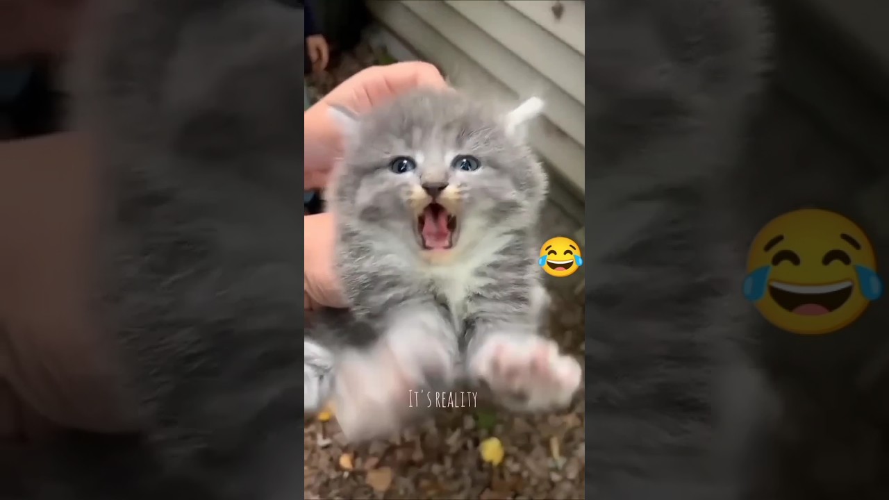 funny short #funnyshorts #funny #shortvideo #viral #youtube