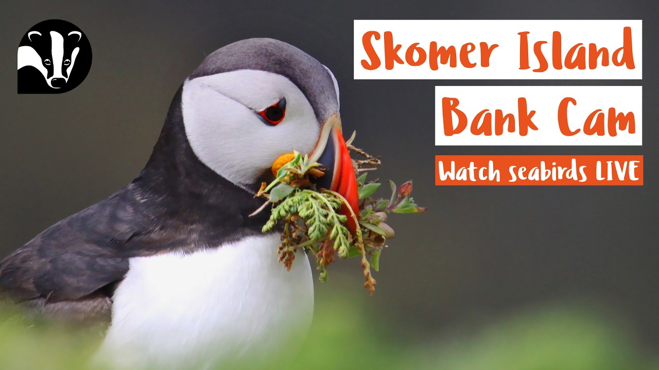 Puffin Bank Cam — Skomer Island, Wales