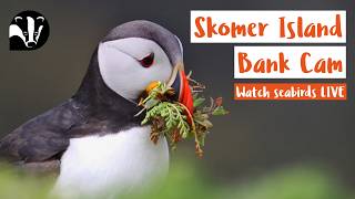 Puffin Bank Cam - Skomer Island Live Stream live webcam