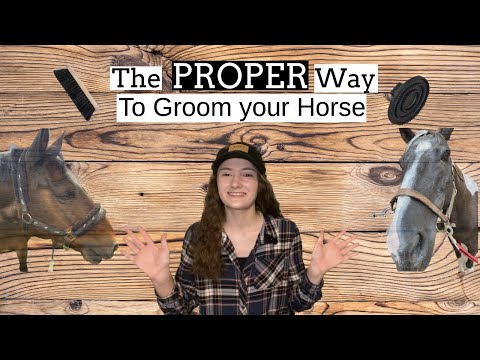 HOW TO GROOM A HORSE *a very basic guide* //Beginner Friendly//